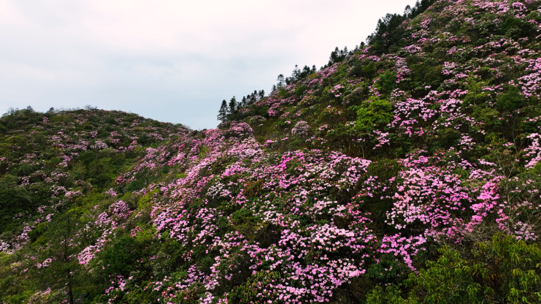 杜鹃花开！井冈山杜鹃花节将于4月13日盛大开启！.png
