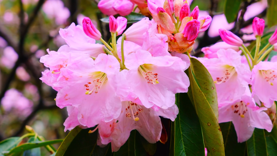 杜鹃花节 杜鹃花节